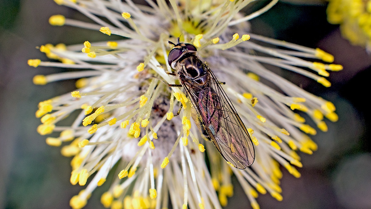 Spotted Thintail [Meliscaeva auricollis ?]