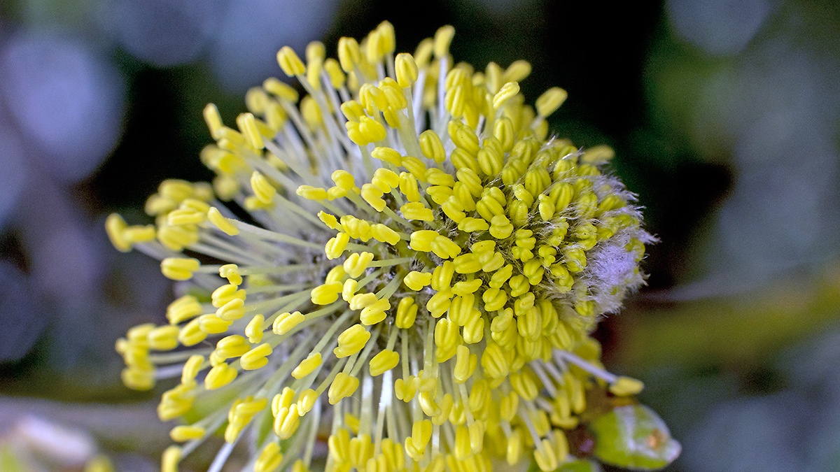 Goat Willow [Salix caprea]