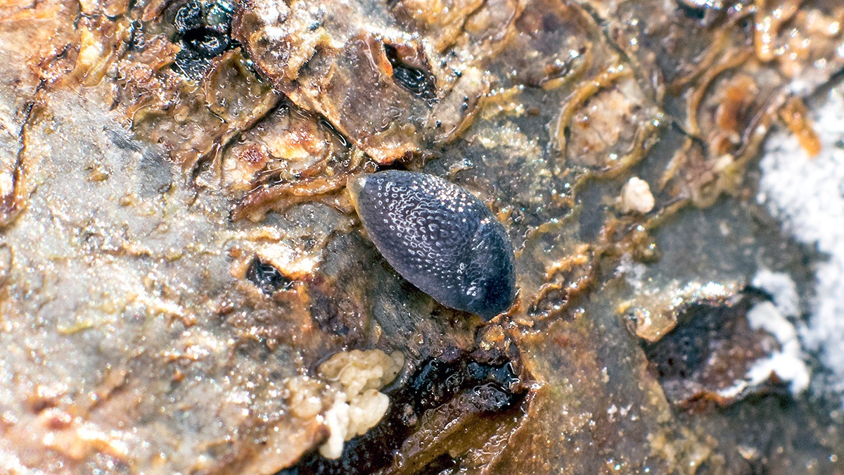 Hedgehog Slug [Arion intermedius ?]