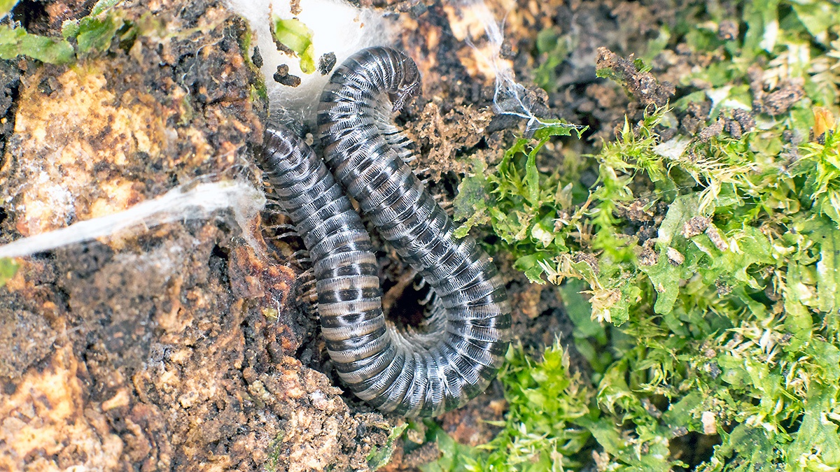 White-legged Snake Millipede [Tachypodoiulus niger]