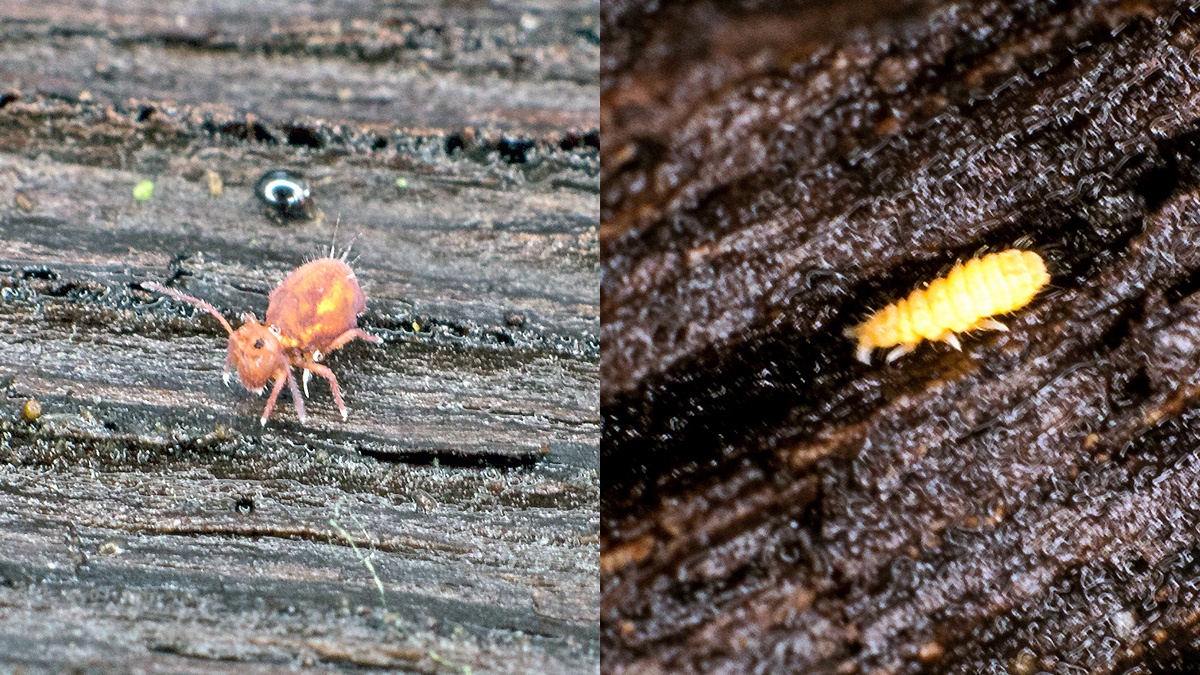 springtails