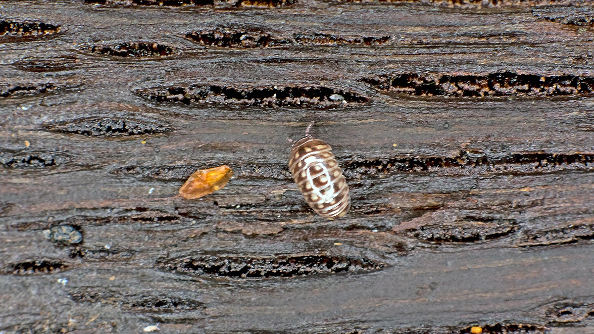 Common Pill Millipede [Glomeris marginata]