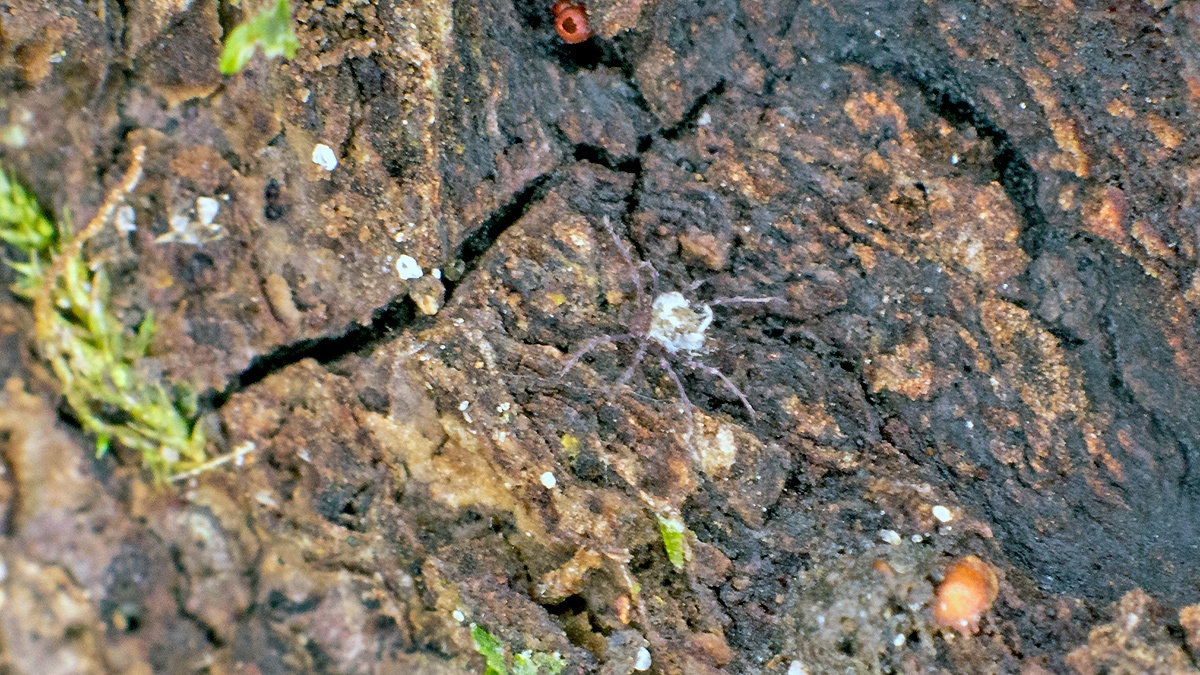 Oribatid mite [Damaeidae sp.]