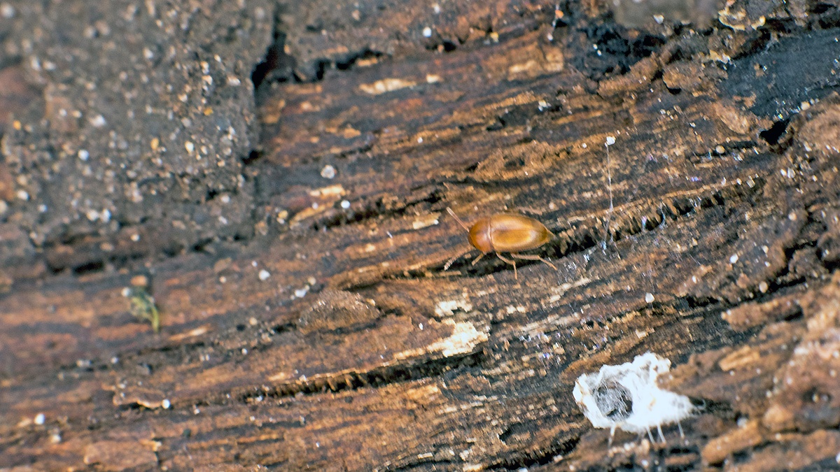 beetle [unidentified]