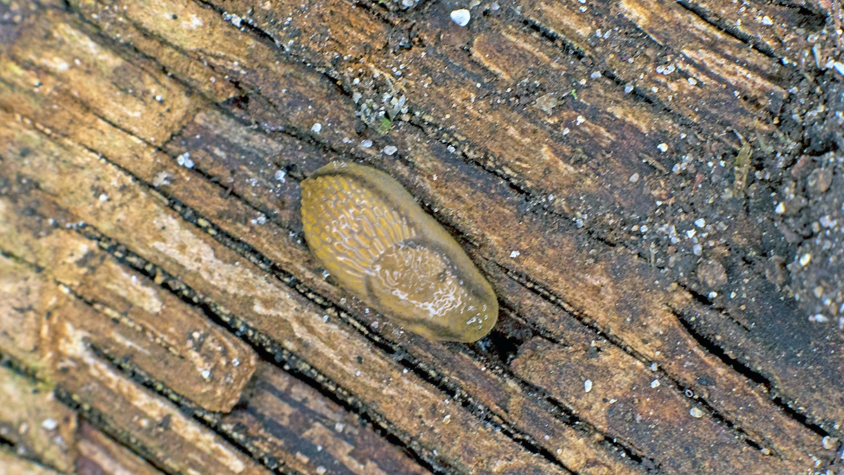 Orange-banded Arion [Arion fasciatus ?]