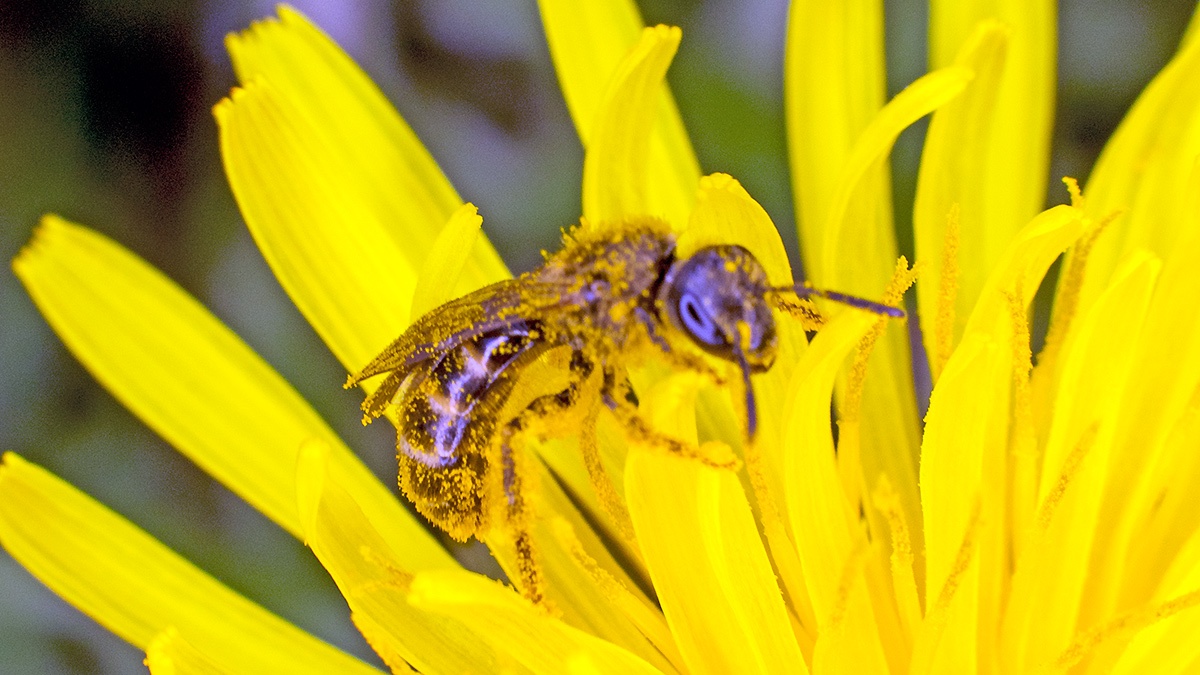 Common Furrow Bee [Lasioglossum calceatum ?]