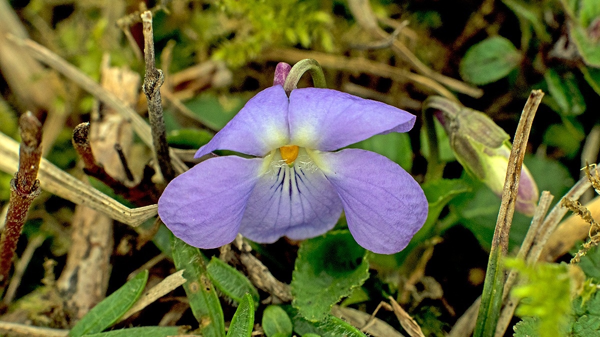 Sweet Violet [Viola odorata]
