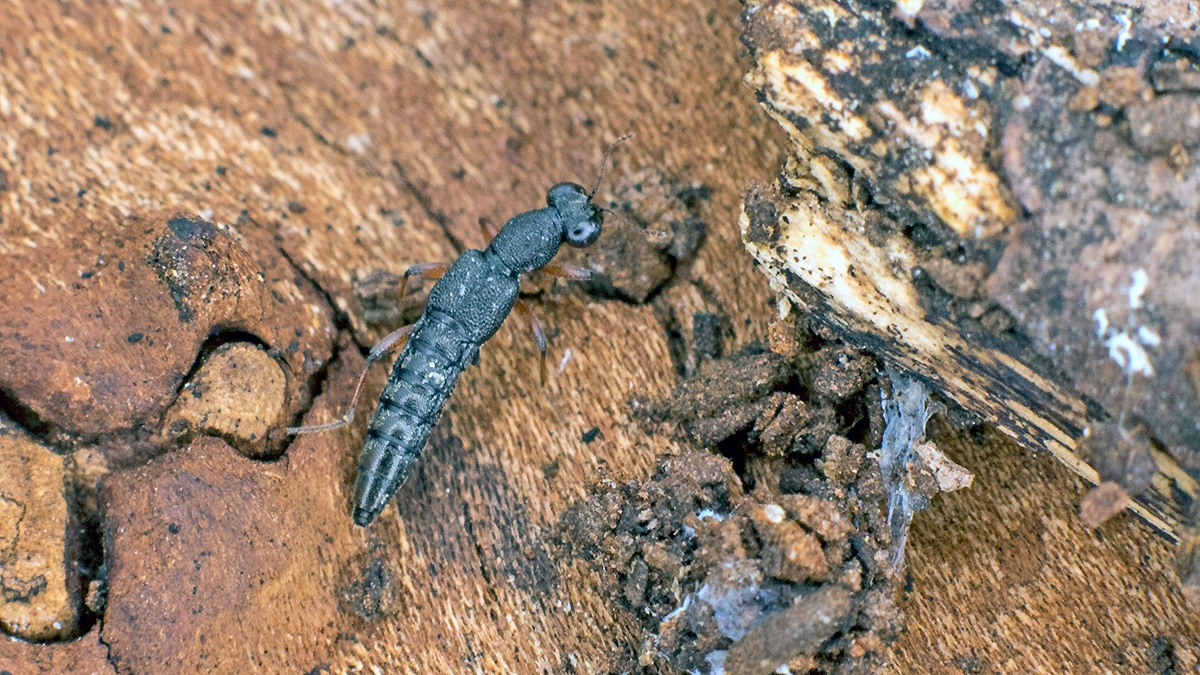 rove beetle [Stenus providus ?]
