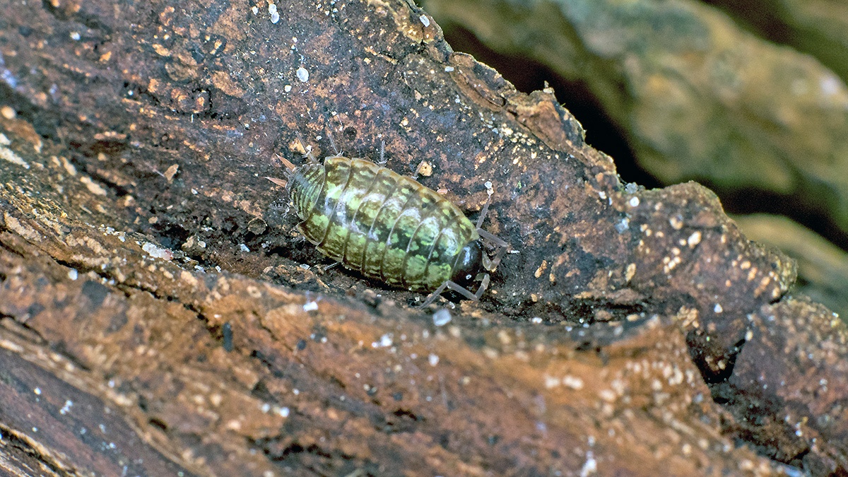 Common Striped Woodlouse [Philoscia muscorum]
