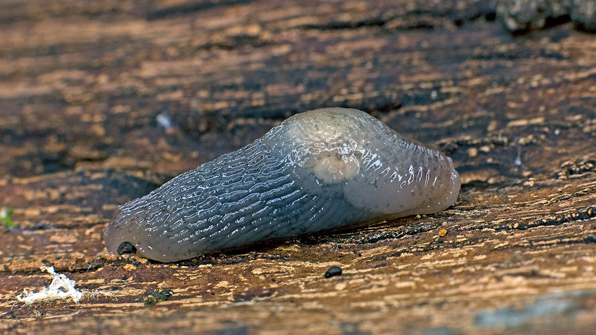 Tree Slug [Lehmannia marginata ?]