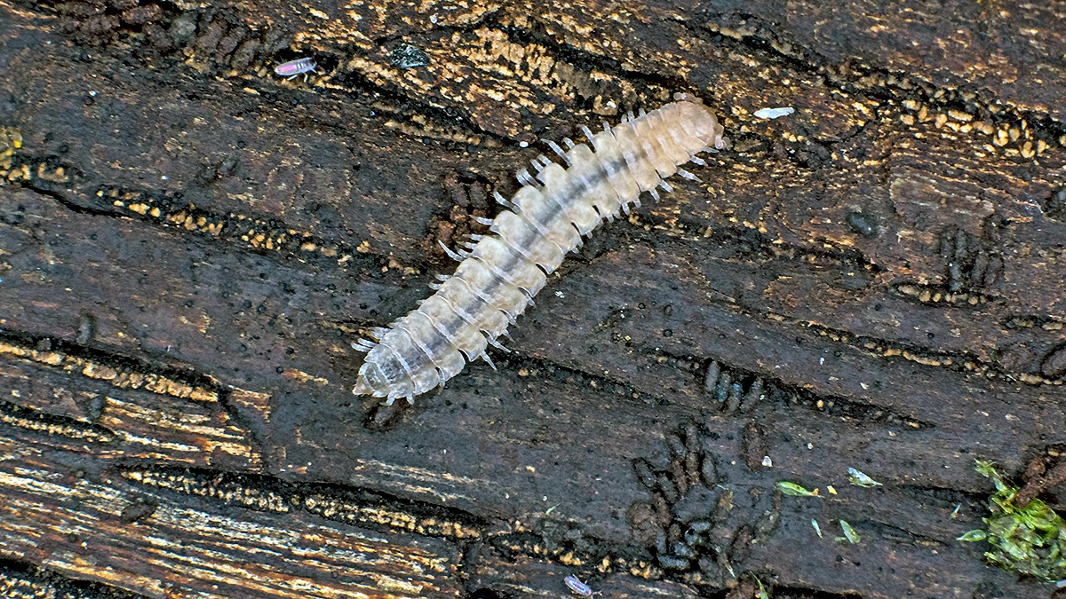 Common Flat-backed Millipede [Polydesmus angustus]
