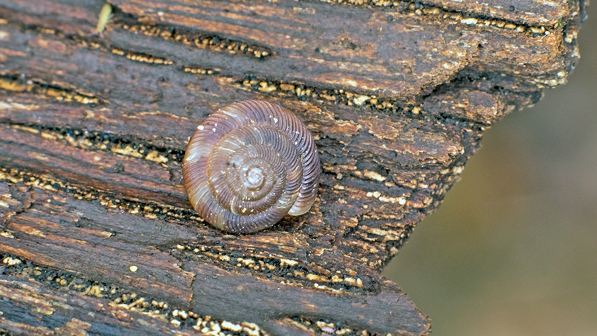 Rounded Snail [Discus rotundatus]