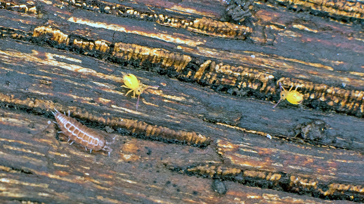 Common Pygmy Woodlouse [Trichoniscus pusillus agg.]