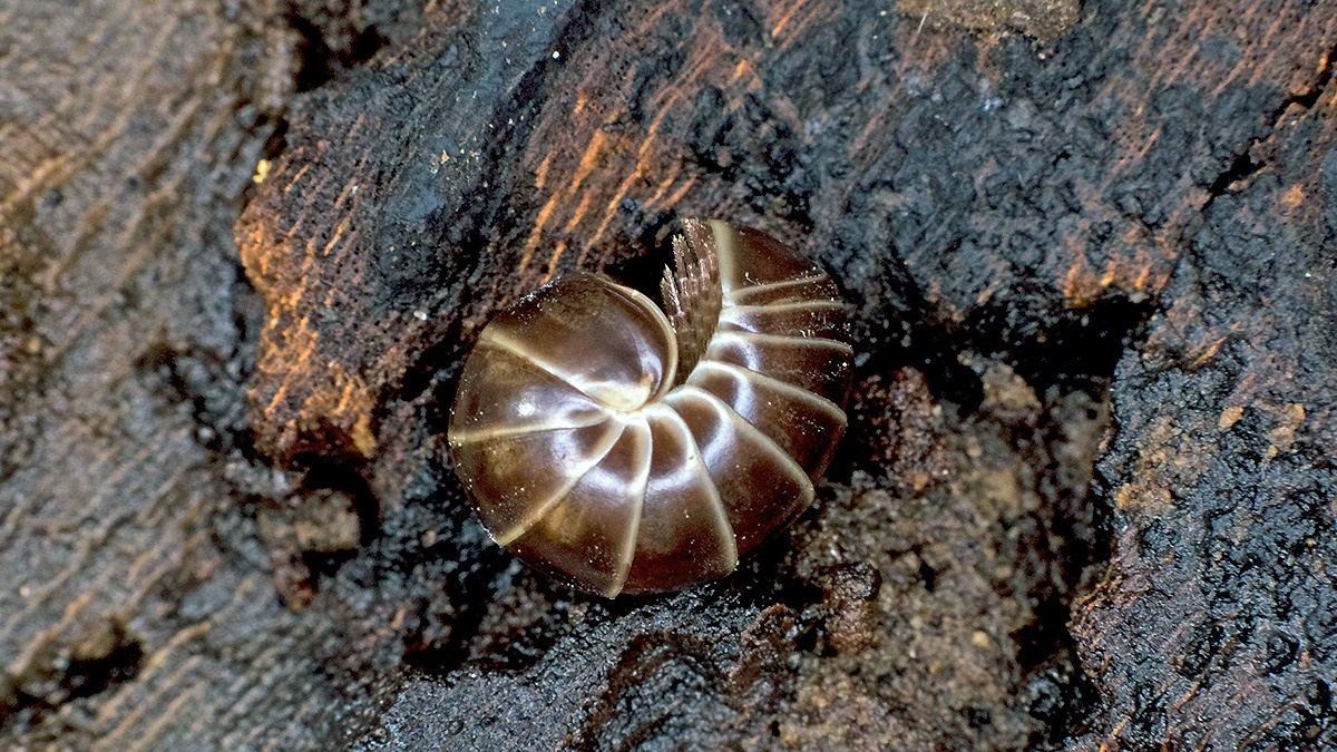 Common Pill Millipede [Glomeris marginata]