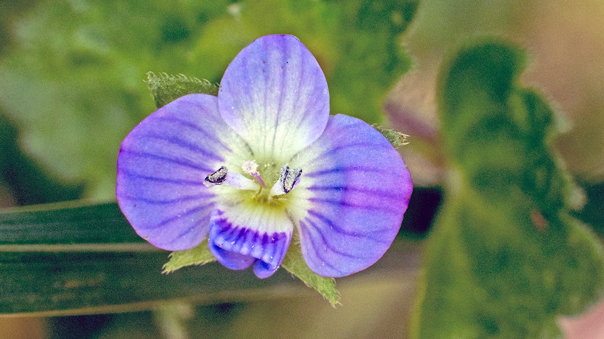 Common Field Speedwell [Veronica persica]