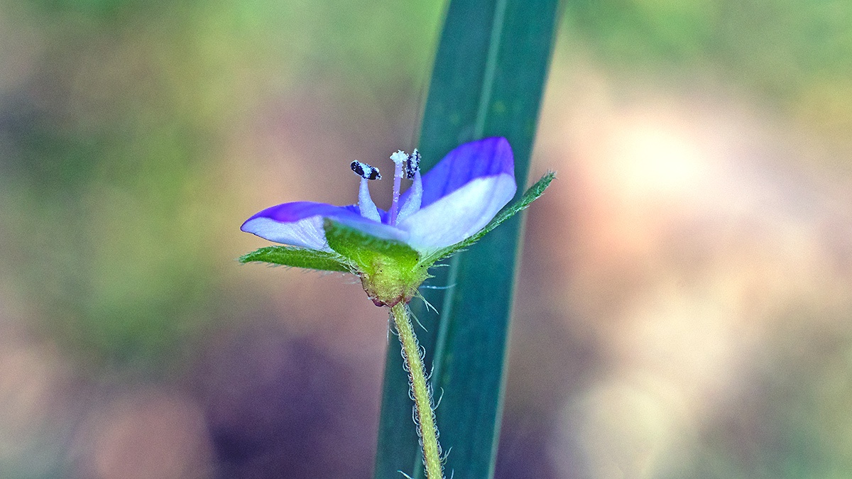 Common Field Speedwell [Veronica persica]