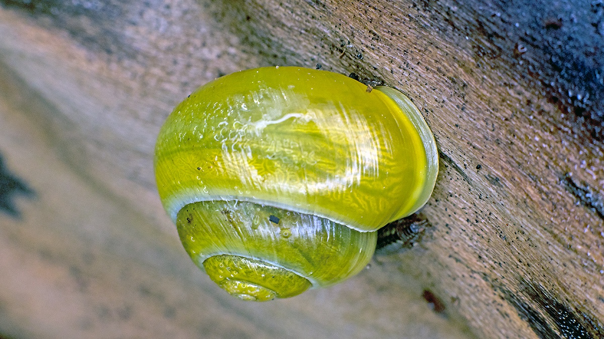 White-lipped Snail [Cepaea hortensis]