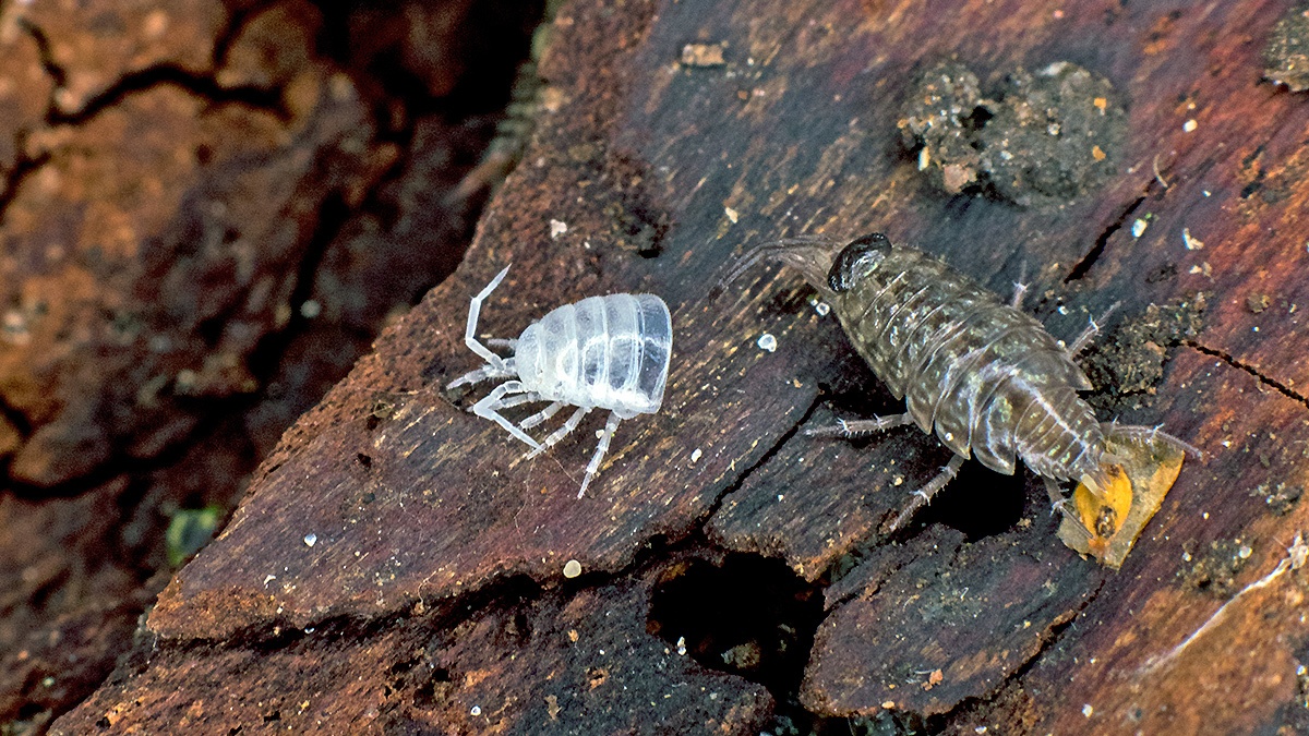 Common Striped Woodlouse [Philoscia muscorum]