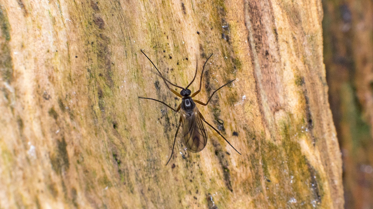 dark-winged fungus gnat [Sciara sp?]