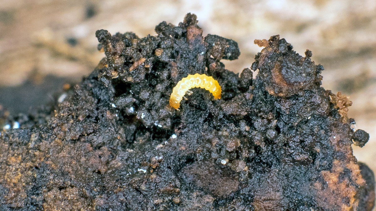 beetle larva [unidentified]