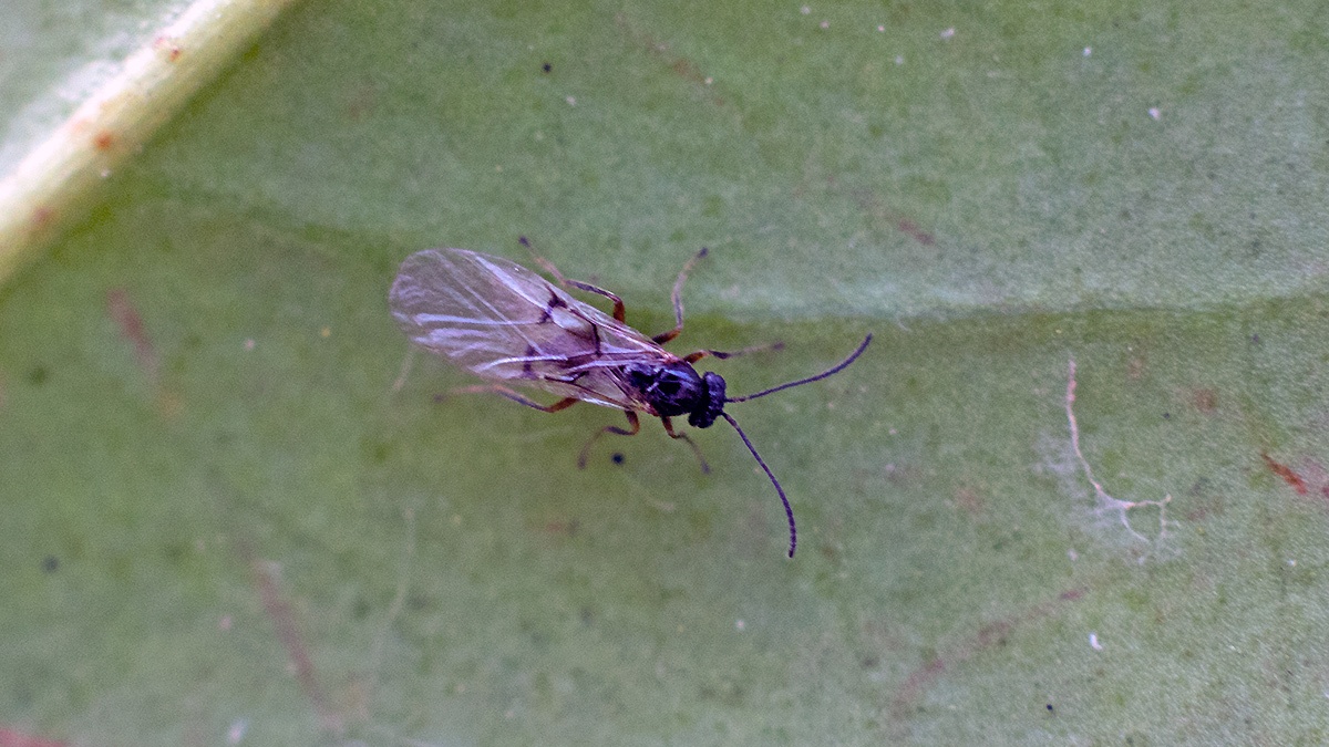 Cynipid gall wasp [unidentified]