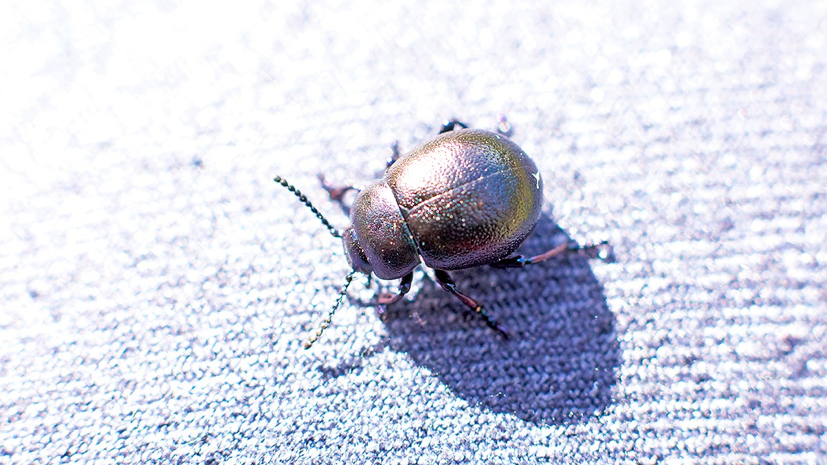 Lesser Bloody-nosed Beetle [Timarcha goettingensis ]