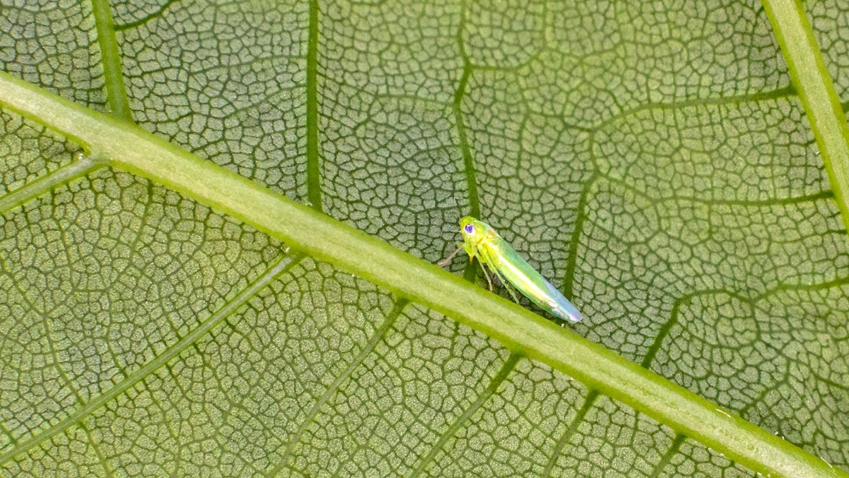 Smaller Green Leafhopper [Empoasca vitis ?]