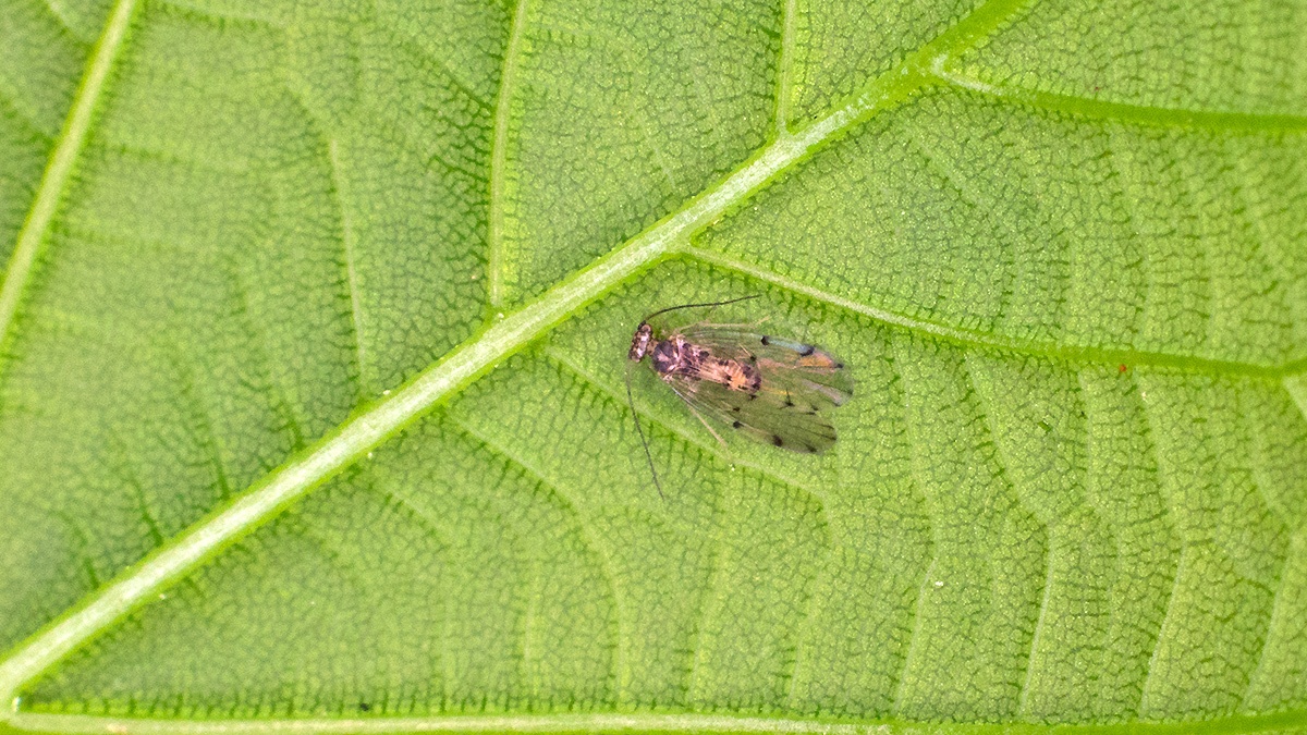 barkfly [Ectopsocus briggsi agg. ?]
