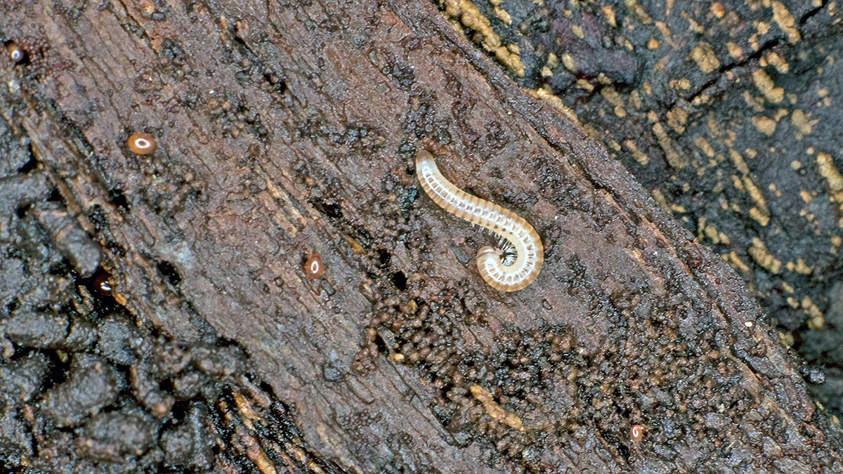Blunt-tailed Snake Millipede [Cylindroiulus punctatus]