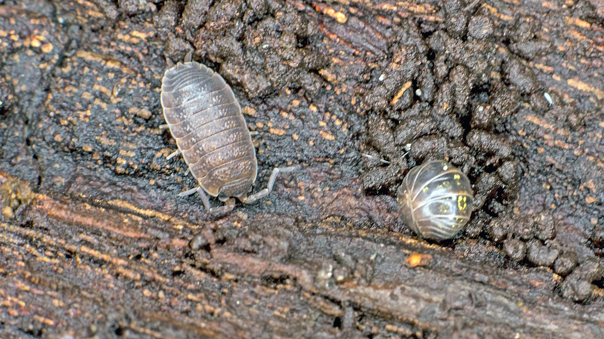 Common Rough Woodlouse [Porcellio scaber]