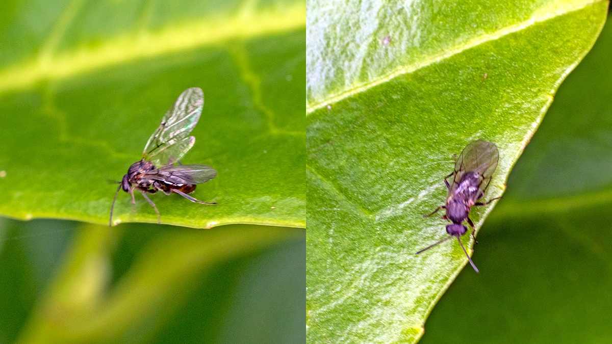 Cynipid gall wasp [Andricus sp.?]