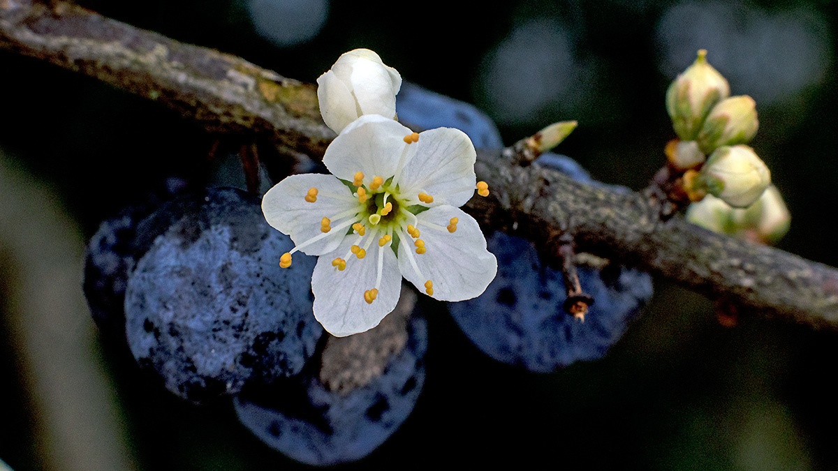 Blackthorn [Prunus spinosa]