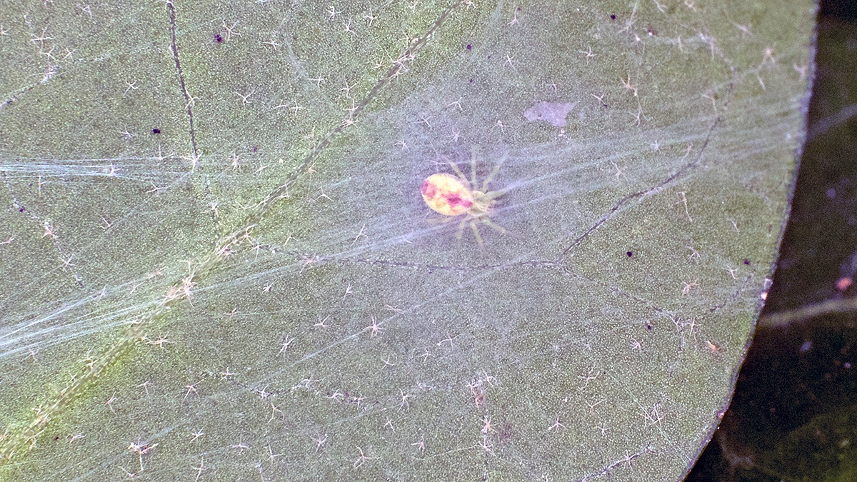 Bleeding Heart Spider [Nigma puella]