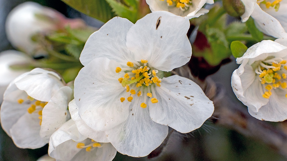 Wild Cherry [Prunus avium]