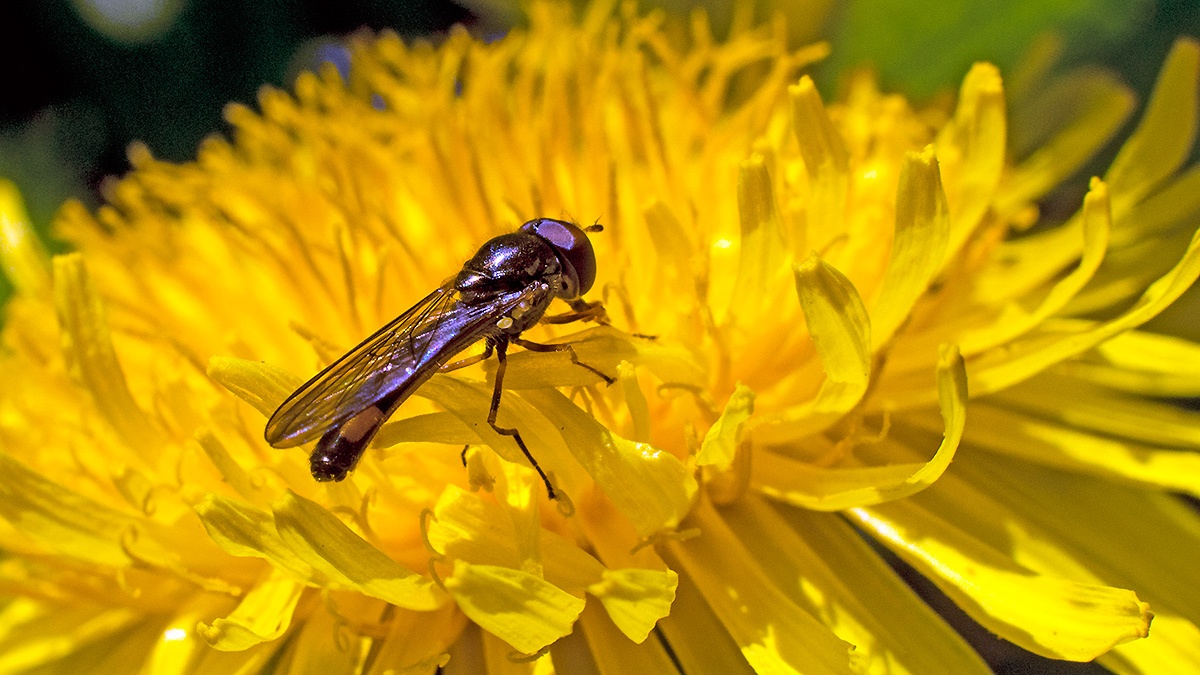 Chequered Hoverfly [Melanostoma scalare]