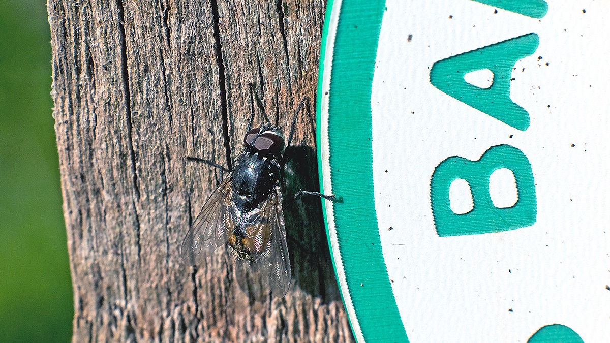 Face Fly [Musca autumnalis]