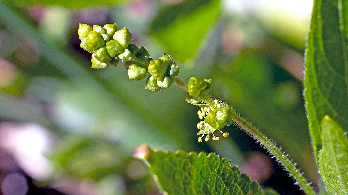 Dog's Mercury [Mercurialis perennis]
