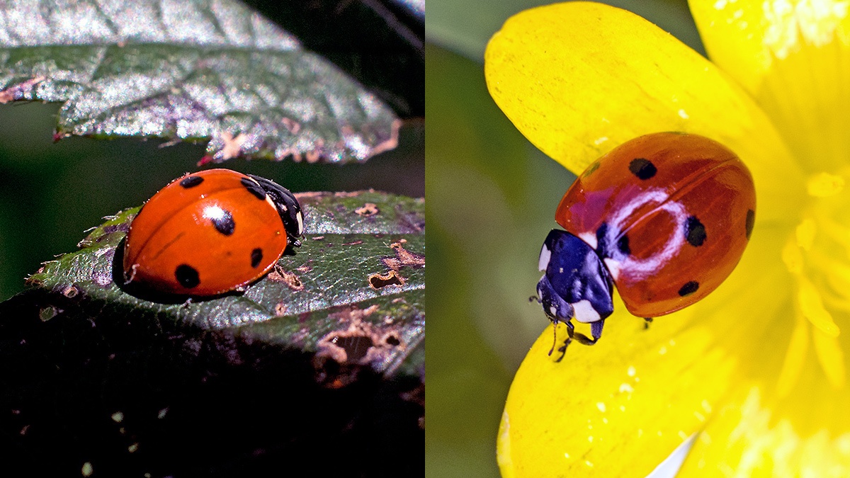 Seven-spot Ladybird [Coccinella septempunctata]