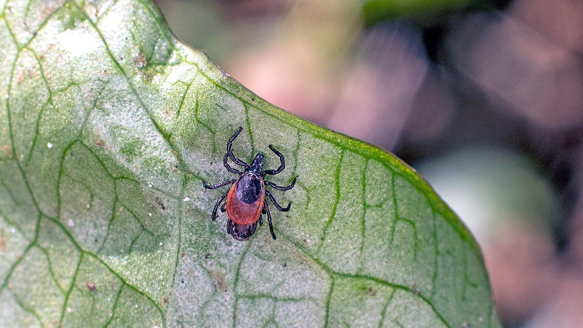 Castor Bean Tick [Ixodes ricinus]