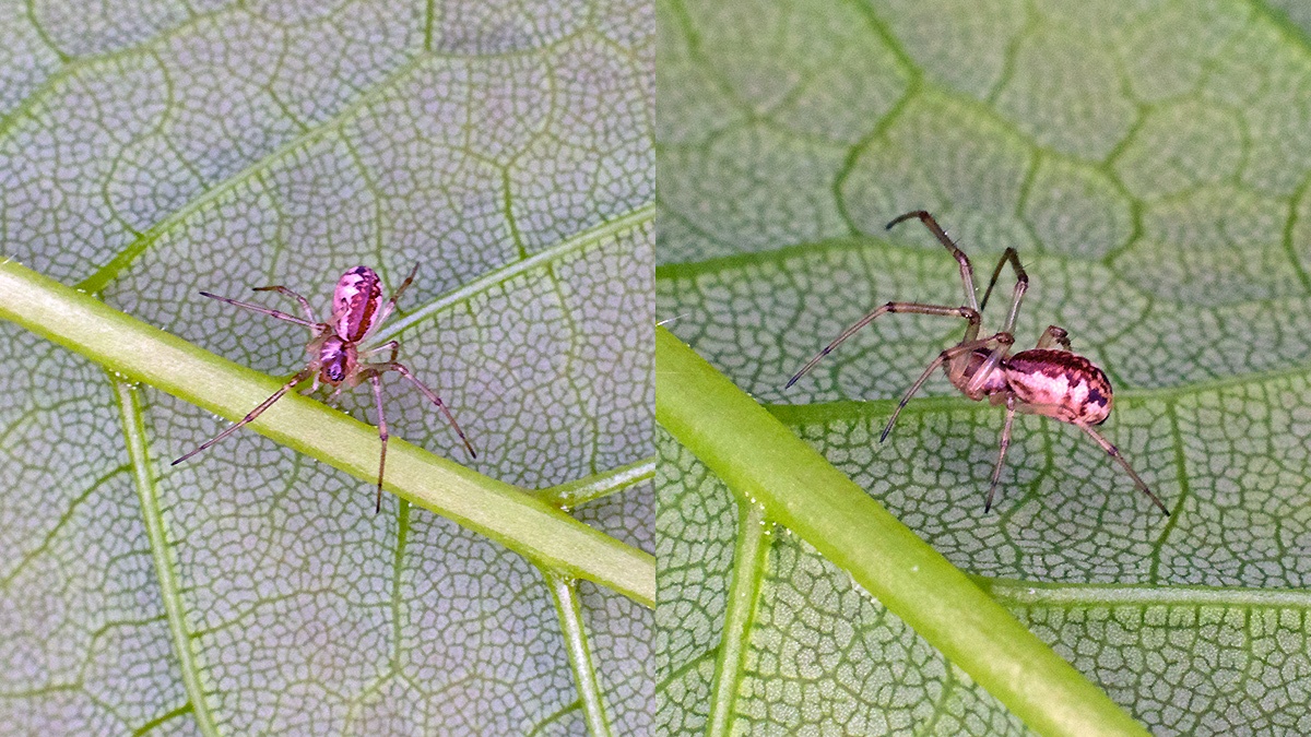 Platform Hammock Spider [Neriene peltata]