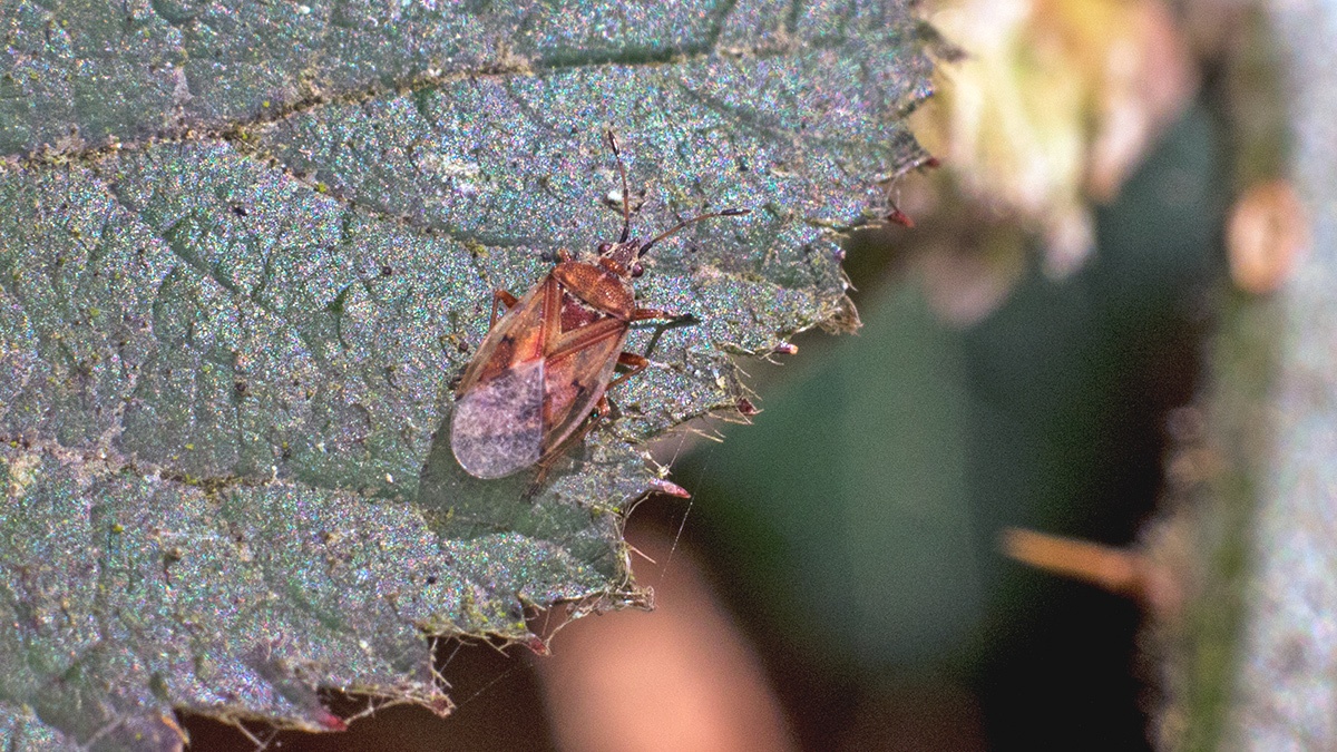 Birch Catkin Bug [Kleidocerys resedae]