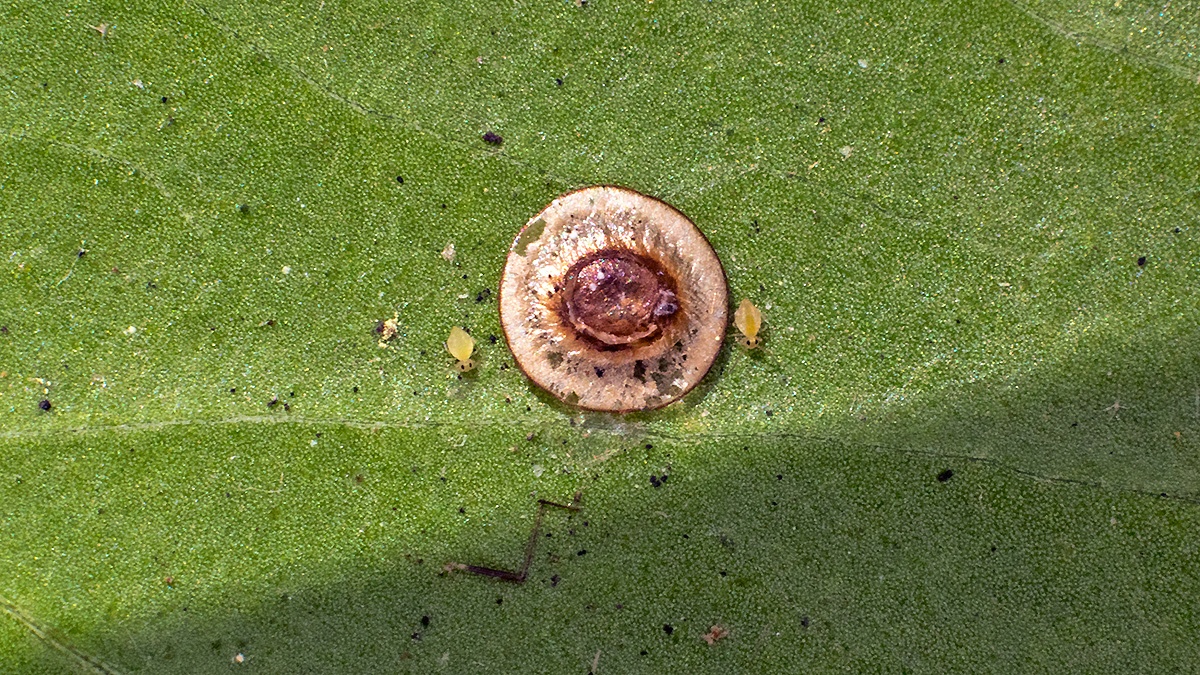globular springtail [Dicyrtomina minuta]