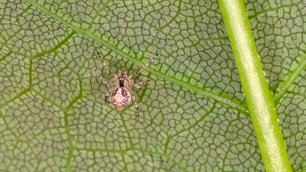 comb-footed spider [Theridion varians]
