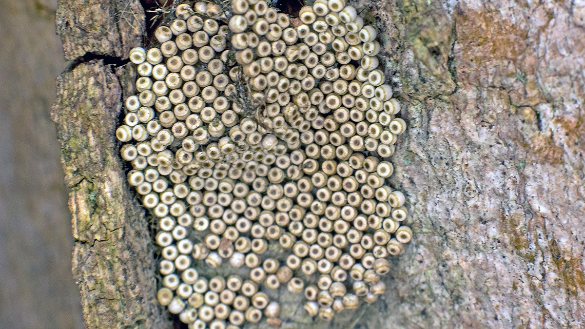 Vapourer Moth [Orgyia antiqua]