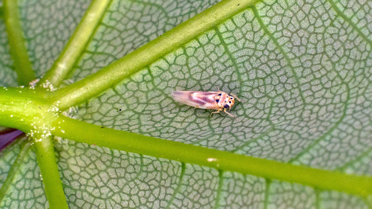 leafhopper [Arboridia ribauti]
