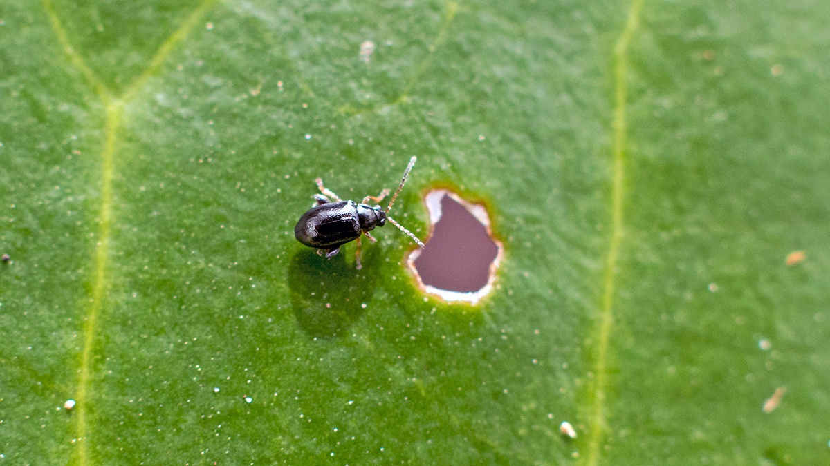 Large Flax Flea Beetle [Aphthona euphorbiae]