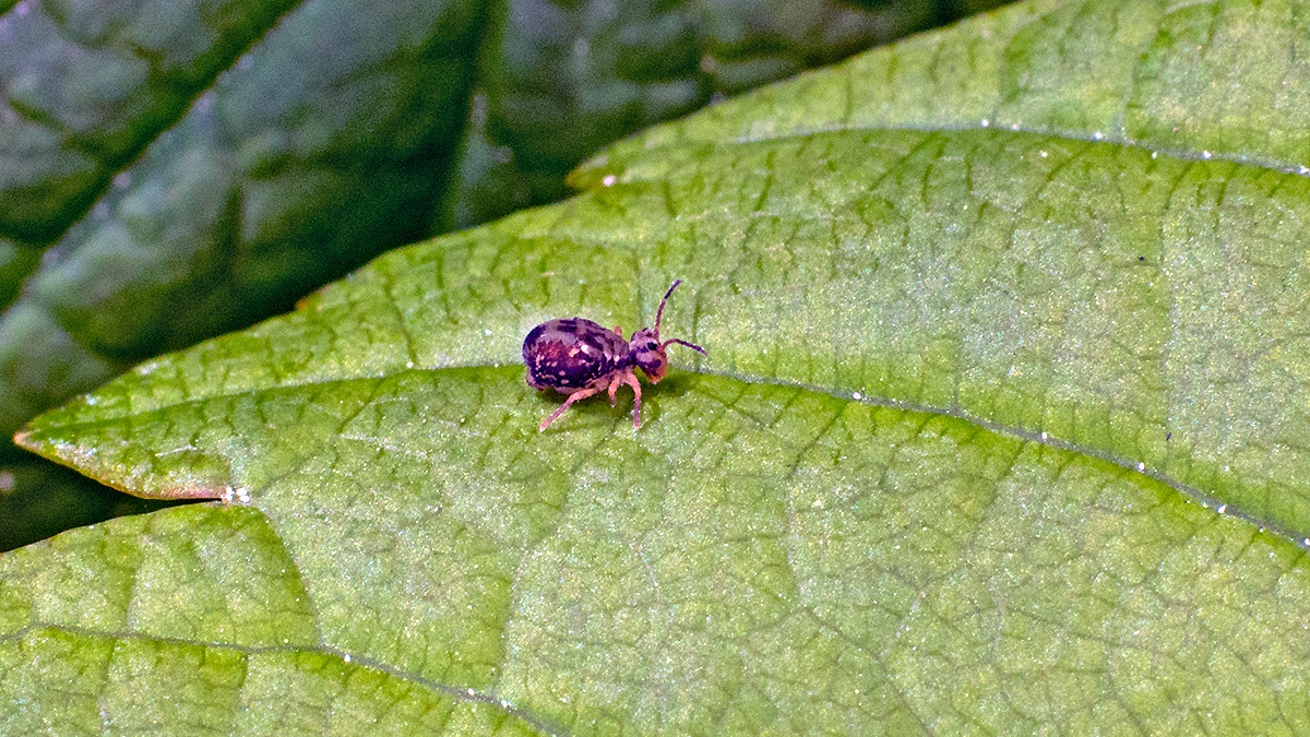 globular springtail [Dicyrtomina saundersi]