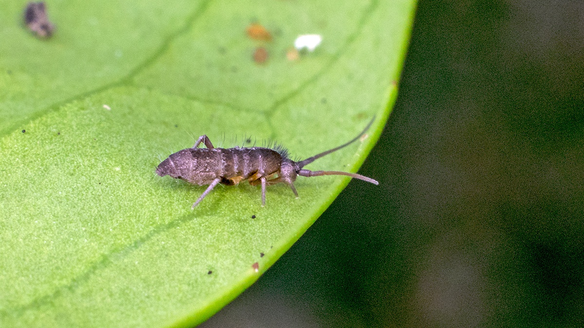 Long-horned Springtail [Pogonognathellus longicornis]