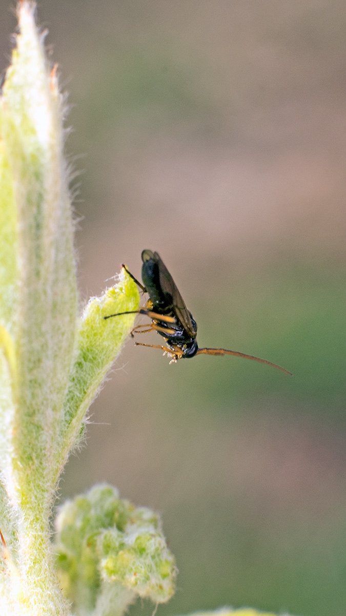 Mountain Ash Sawfly [Pristiphora geniculata]