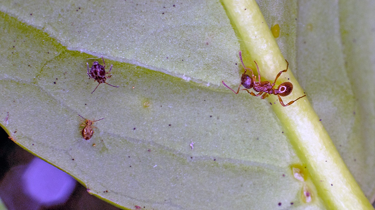Woodland Red Ant [Myrmica ruginodis]